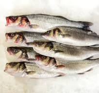 ΛΑΥΡΑΚΙΑ DICENTRARCHUS LABRAX ΥΔ 0. 4-0. 6