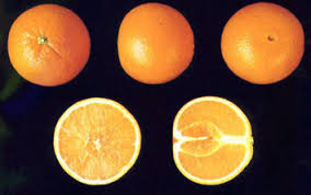 ΠΟΡΤΟΚ. ΜΕΡΛΙΝ A' ΕΓΧ. ΠΟΙΟΤΗΤΑ Α(ΤΜ ΚΙΛ.