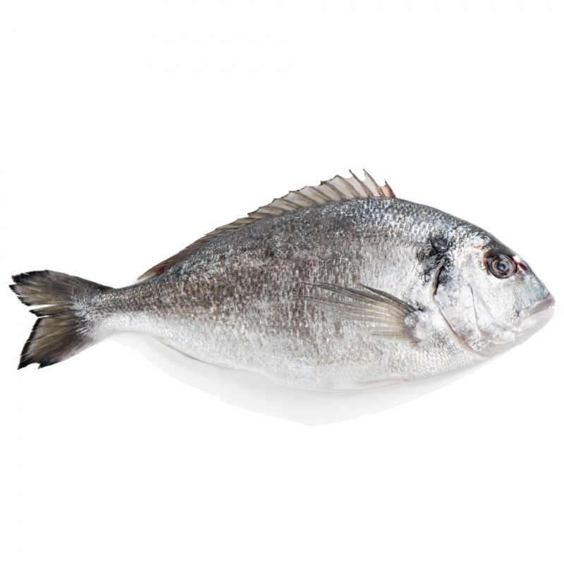 ΤΣΙΠΟΥΡΑ SPARUS AURATA ΥΔΑΤ. 0. 4-0. 8KG Ε